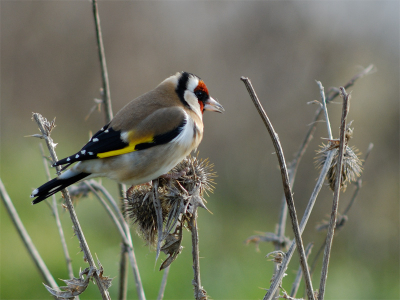 600mm, 1/250, F5.6, ISO-280.

Vanuit de vogelkijkhut gemaakt.