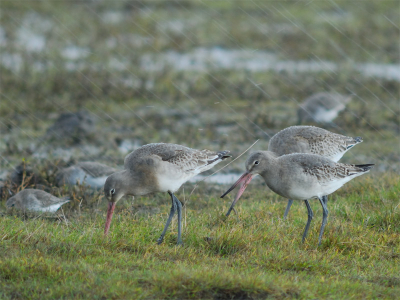 600mm, F5.6, ISO-400

VAnuit de vogelkijkhut gemaakt in een striemende hagelbui.