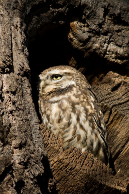 I was taking shots of the deer when the owl landed in a nearby oak tree and posed nicely in the hollow for some minutes.