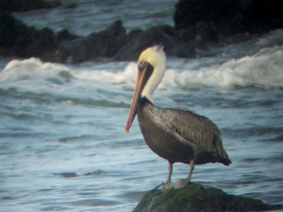 KODAK DX6340 / LEICA TELEVID 77 + 20-60x zoom