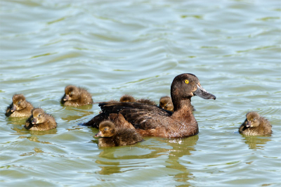 Tufted Duck with ducklings on a small pond near Rif, Vesturland (Iceland).
(Comments concerning this pictures can be given in Dutch.)