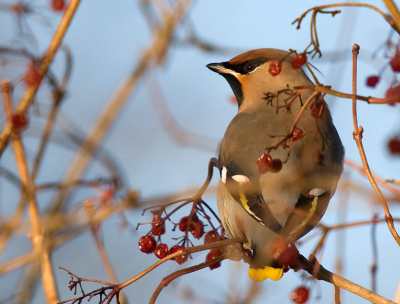 Op goed geluk naar Den Oever gegaan om daar de waargenomen pestvogels te vinden. Balen van het slechte weer. Toch maar gaan posten bij een mooie bessenstruik met een net over de auto. Toen brak de lucht open, het duurde niet langer dan vijf minuten en juist op dat moment kwam deze pestvogel in mijn struik zitten. Mijn dag kon niet meer stuk Natuurlijk kan het altijd mooier, en zit 'ie verkeerd om en zitten er onscherpe takjes voor, enz, enz, maar ik ben er blij mee!

D200 met Sigma 50-500mm op rijstzak.