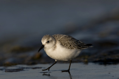 Deze mooie kleine vogeltjes liepen op het strand voor de golven en op de strandhoofden zoals op deze foto waar ze zoeken naar aangespoelde diertjes.