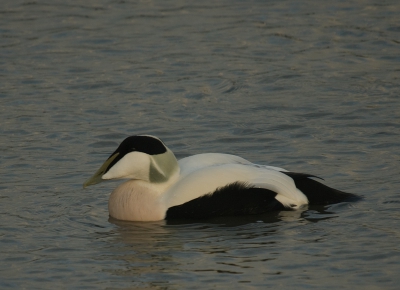 Het was al half vier toen deze eider langs kwam zwemmen, op een afstand zijn ze enkel zwart en wit, dichterbij zie je de kleur op zijn borst en de prachtige koptekening.