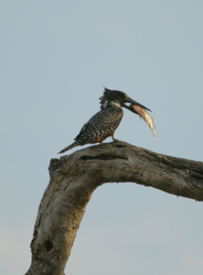 Deze reuzenijsvogel had nogal wat moeite om de vis te verorberen. Hij sloeg de vis meermalen op de tak, maar na een paar minuten lukte het toch om de vis naar binnen te werken. Werkelijk schitterend om te zien!