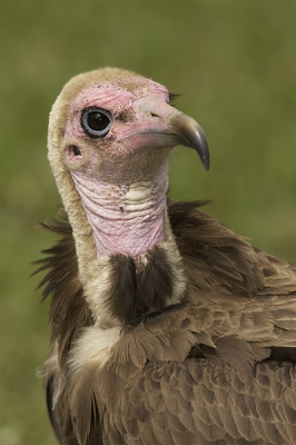 Door het voeren van deze beesten is het makkelijk fotograferen. Ik heb hier gekozen voor een close-up, omdat in de groothoek foto's die ik heb gemaakt allemaal storende elementen van die in de tuin te vinden zijn te zien zijn (parasols etc). Ik hoop dat ie in de smaak valt.

1Dmk2 +400/5.6L @ f10, fill flash, tripod, ISO 200, 1/250s, Full Frame