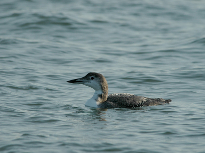Dit wordt dan mijn eerste foto op birdpix.
Deze mooie adulte vogel liet zich bij momenten van heel dicht bekijken en fotograferen.