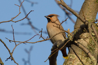 Nog maar een pestvogel omdat ze zo mooi zijn. 

D200, Sigma 50-500,  ISO 200, F9,  1/400,  -0,3