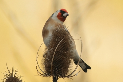 Ik laat altijd de kaardenbollen in mijn tuin staan want ik weet dat op een dag puttertjes er op af zullen komen. Vandaag was het zover! Soms baal ik dat er geen zon in mijn tuin komt, maar ik moet zeggen dat ik het in dit geval niet erg vond. Ik was erg tevreden met het effect van de lage, felle zon op de bomen aan de overkant. 

400mm; ISO 400; 1/400; f 5,6; + 1 stop compensatie; uit de hand