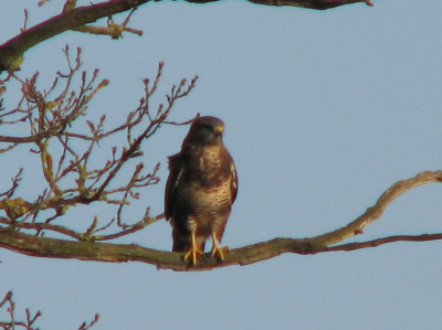 Er is op de foto mooi licht en vogel zit mooi rechtop. Gewone vogel is gewoon mooi.