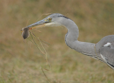 <i class='fa fa-user'></i> GEMAJO | Blauwe Reiger  <i class='fa fa-eye'> 340</i>   <i class='fa fa-comment-o'> 1</i>