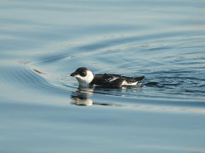 Mijn tweede foto hier op birdpix. Ik kan nog heel veel leren, zowel over fotografie als over nabewerking. Opmerkingen of tips zijn dan ook meer dan welkom. Als gevolg van de storm van enkele weken terug konden in 't binnenland hier en daar Kleine alken waargenomen worden, alsook deze die mooi poseerde en zijn duikkunsten liet zien.
