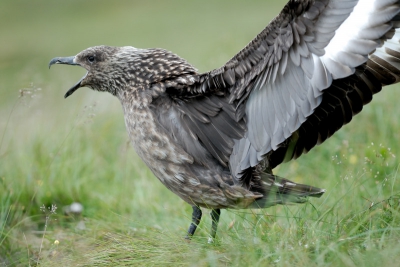 Indrukwekkende vogels. Ze zaten met enkele tientallen op de hoogvlakte van Runde. Wel ieder op hun eigen stekkie. Genomen met de 70-200