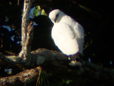 KODAK DX 6340 / LEICA TELEVID 77 + 20-60x zoom