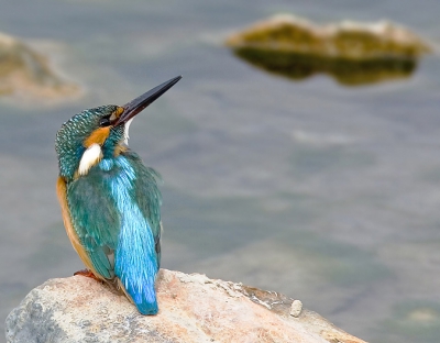 one of my favourite bird. taken with 600mm+1.4TC