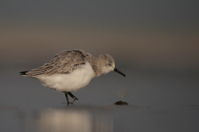 De laatste tijd niet veel fotos meer gemaakt. Ik ben maar even in mijn oudere fotos gaan zoeken, en kwam toen deze foto tegen. Ik vind het wel leuk met die waterspetters. 
Canon 400D+Sigma 50-500 APO DG EX HSM