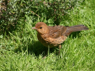 Juveniele merel