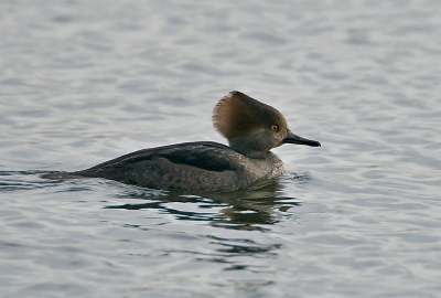 Dit is de eerste keer dat ik hem zie.
Mooie kuif dit beestje, en dan het geluk dat hij voorbij komt.
500mm + 2x converter, F8, 1/400 sec, 500 iso, -1/3 stop