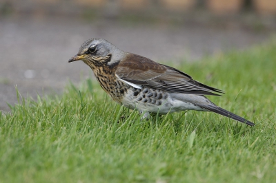 Op Helgoland was het zeer makelijk om een Kramsvogel te fotograferen. Na heel wat uren te hebben gevlogen over zee, vielen ze met bosjes neer op het kleine eiland Helgoland, waar ze direct gingen fourageren. Soms liepen ze 1 meter naast je en keken ze je niet eens aan...ze hadden alleen oog voor voedsel. Alleen de (met nog meer ingevallen Koperwieken) waren nog tammer !
Canon eos 1 mark III, Canon 500 mm