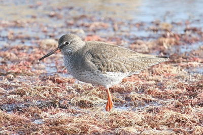 During the 3rd Bird Race of Thessaloniki, we observed many Redshanks.