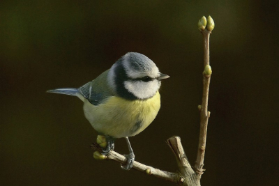 deze pimpelmees plaatste zich wel heel mooi in het zonnetje, de achtergrond valt in de schaduw, vandaar zo donker.
F. 7.1 1/500 sec. ISO 400. Sigma 50-500 mm. vanaf statief.
