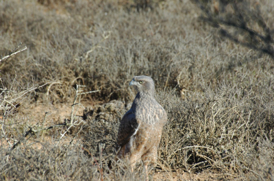 Verschilt sterk van de volwassen versie met z'n typische streeppatroon.  Weinig gezien in Addo.  In Etosha en Kruger daarentegen val je erover.