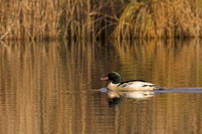 Afgelopen zondag tegengekomen bij de Baggerputten in Slochteren. Tevens mijn eerste upload hier.
Geschoten met de Canon 300 F4L IS + 1.4 TC