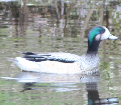 Zag vanmiddag deze vogels, heb hier alleen het grotere exemplaar afgebeeld. Geen idee wat het is. Wie kan me helpen??