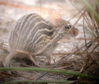 Deze muis liet zich digiscopen toen ik in Gambia in een veld naar Kwartels zocht. De muis rende een paar meter weg en bleef vervolgens doodstil zitten. 
Kowa TSN-823 + Nikon 4500, afstand ca. 6 meter.