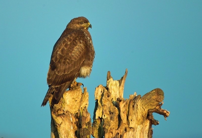 De laagstaande decemberzon gaf een kleurrijk beeld van deze buizerd op houten stronk.