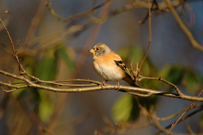 Eindelijk weer eens gelegenheid om uitgebreid te fotograferen...eindelijk weer eens een rondje Arkemheen...toch kwam ik het mooiste moment tegen op de terugweg toen ik besloot nog even door landgoed Oldenaller te rijden...daar had ik vorige week al een grote groep kepen zien foerageren en tot mijn geluk waren ze er vandaag nog steeds! Voila..mijn eerste, in mijn ogen, toonbare foto van de soort die al een tijdje met stip genoteerd stond voor het fotoalbum :-)