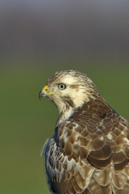 Soms is 500 mm x 1.4 teveel.
Crop ivm compo