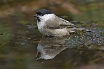 vind de weerspiegeling wel leuk bij deze foto

www.henrybouw-natuurfotografie.nl
