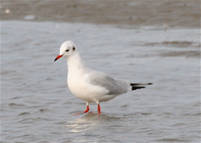 gespot bij op het wad voor de vuurtoren op 19 oktober 2007