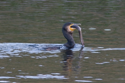 Deze Aalscholver had een visje gevangen. Tot twee keer toe ging deze enorme paling bijna in zijn geheel naar binnen, maar uiteindelijk moest de Aalscholver het opgeven. Meer foto's in mijn persoonlijk album