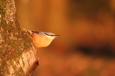 Tijdens een wandeling op de Utrechtse heuvelrug kwamen we deze boomklever tegen, die even bij ondergaande zon voor ons wilde poseren. Ok, geen geweldige foto, dit is de eerste keer dat ik zo'n klein vogeltje een beetje redelijk heb kunnen fotograferen. Maar wel mooie kleuren ;-).