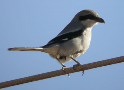 Southern Grey Shrike pictured near Argan Steppe, Souss Valley, Morocco