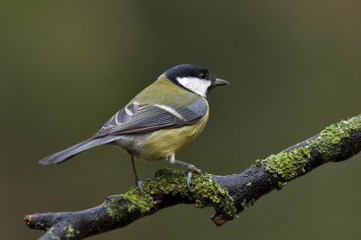 De koolmees je komt hem veel tegen maar het is toch altijd weer leuk om er een foto van te maken.

www.henrybouw-natuurfotografie.nl