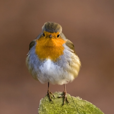 roodborst op een wegbewijzering paaltje "Beekdal" Renkum