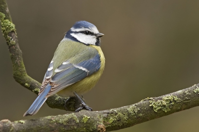 Ik kon nog net deze foto maken voor dat de pimpelmees verjaagd werd door een roodborst.

www.henrybouw-natuurfotografie.nl