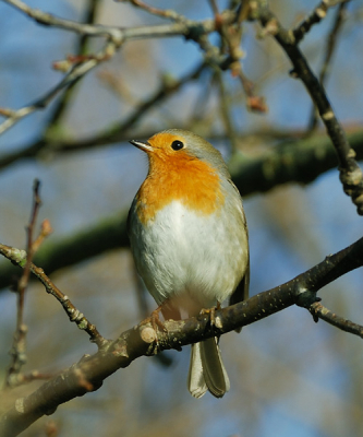 Mijn eerste foto op Birdpix.