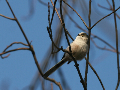 Mijn eerste foto hier.
Met een EOS 400D en een 70-300mm, uit de hand.

Deze bleef nt lang genoeg zitten, met het zonnetje op zijn koppie!