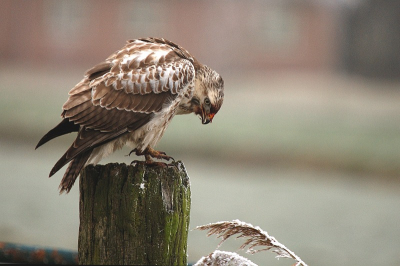 vandaag hele mooie sfeertjes door het vaak dik berijpte landschap van de Arkemheen...de 'blonde van de Arkemheen' alias 'Witte Veder heeft vooralsnog geen honger, getuige deze foto's'...de verse haas die even verderop in het weiland lag, was de oorzaak van dit besmuikte uiterlijk...ik vraag me wel af of die haas daar toevallig terecht is gekomen...