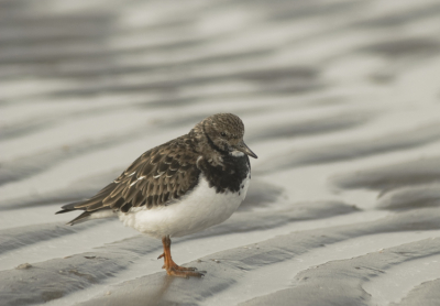 deze steenloper foerageerde over het strand.
ik vind dit wel een leuke foto met het lijnenspel
