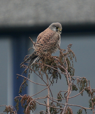 Deze Torenvalk zag ik plotseling tijdens het werk vanuit de werkkamer van een collega; snel de camera gehaald die was meegenomen voor een bezoek aan de Starrevaart hut.
De afstand tot de boom is zeker 40  50 m maar het lijkt erop dat de valk mij ook ziet. De achtergrond is de overkant van ons carr-vormig kantoor.