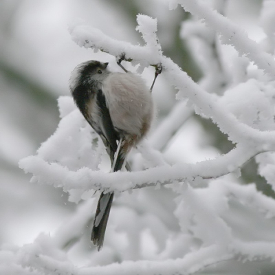 Vanmorgen in de sneeuw bij een grijze lucht in het park van de Leidse Merenwijk.
Canon EOS20D - Canon 400mm 5.6 - F7.1 - 1/400 sec - ISO 400 + Neat Image  - Uit de hand