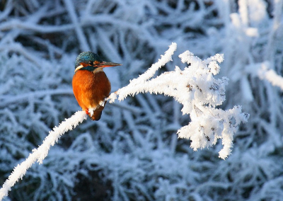 De zoveelste op BP maar voor mij mijn eerste fatsoenlijke ijsvogelfoto.
