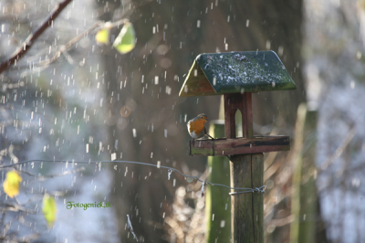 in een natuudomein aan het genieten van de vorst he ik deze roodborst gestoord bij het eten