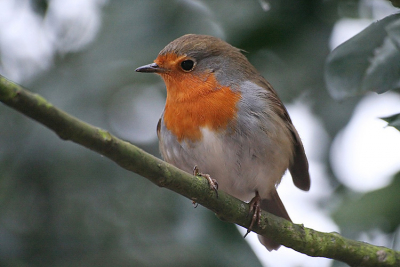 De tweede zangvogel die ik met mijn telelens heb kunnen fotograferen. Het licht was niet al te best, maar hij wilde wel even voor mij poseren.