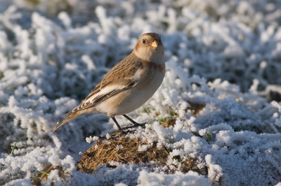 Eindelijk een sneeuwgors in de sneeuw! Na gevlucht te zijn voor een legioen schaatsers op het ijs van de Oostvaardersplassen kwamen we deze sneeuwgors al scharrelend tegen op de Oostvaardersdijk. Zo werd onze dag toch nog goed. Canon 20D met 400mm/5.6  ISO 200, f 5.6, 1/800sec, vanuit auto met bonenzak,  70% van origineel.